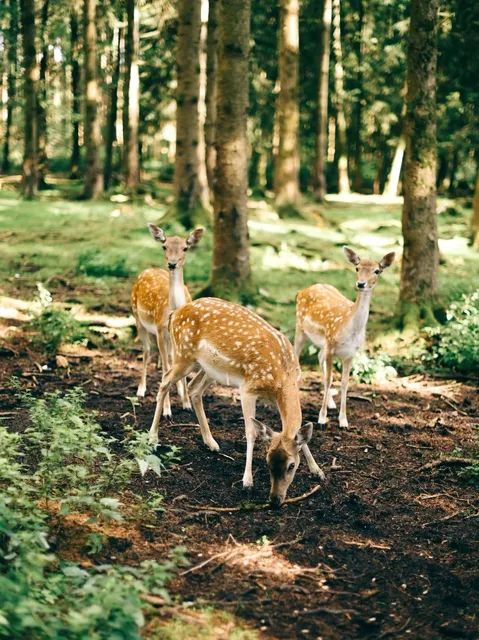 First Up-Close Encounter with Forest Elves 🧚‍♀️🌲