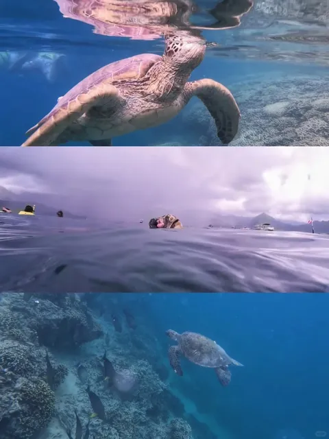 Hawaii Sandbar Adventure: Close Encounter with Sea Turtles 🐢