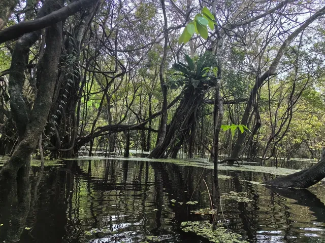 🇧🇷 Manaus & Amazon Rainforest Travel Guide