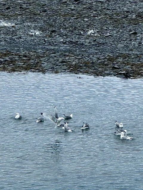 Valdez “DIY Paddling + Fish Diet” 48 h Cheat-Sheet