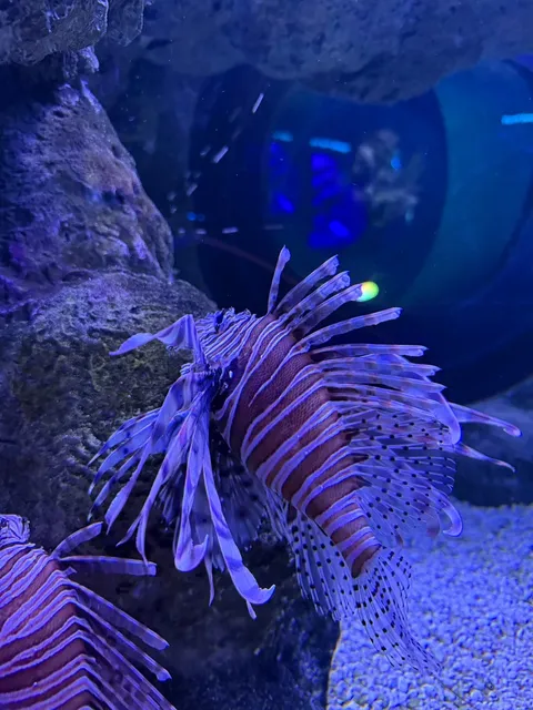🐠 Seattle Aquarium – A Full Guide & Review! 🦦