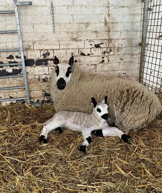 🇬🇧 Discover London's Free Urban Oasis: Hackney City Farm 🌿🐑