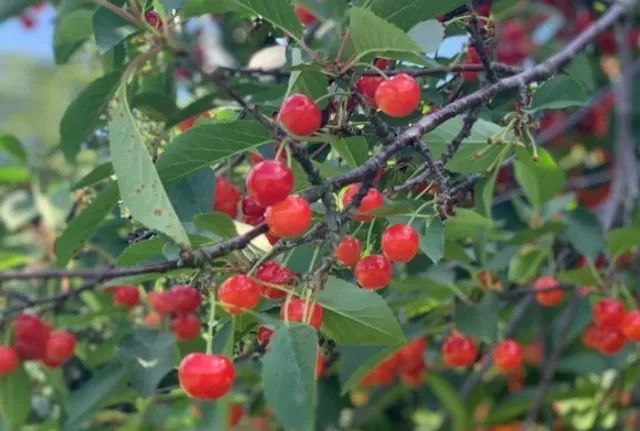 Norman's Orchard 🍒🌳 | A Step Back in Time, Packed with Flavor!