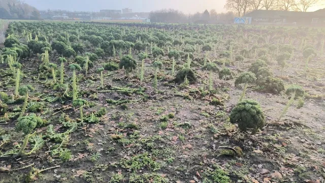 🌱 Wageningen University – Where Science Meets Serenity 🇳🇱🎓