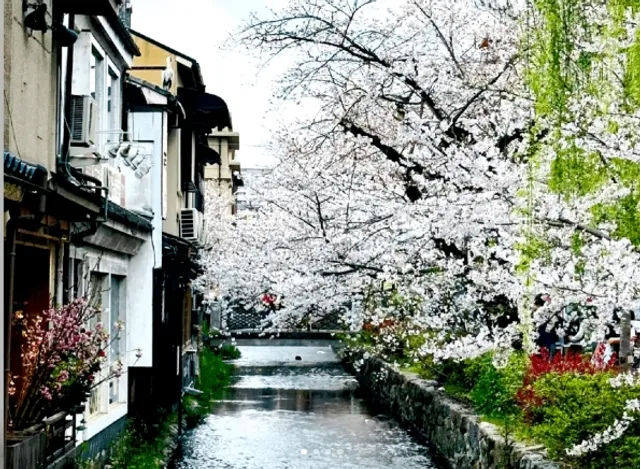Takase River: The Almost-Lost Cherry Blossom River (1) 🌿