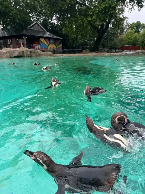 🇬🇧 London Zoo + Camden Town Half-Day Adventure 🦁🎡