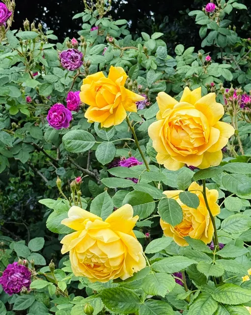 London Life | Witness 12,000 Roses in Full Bloom at Regent’s Park