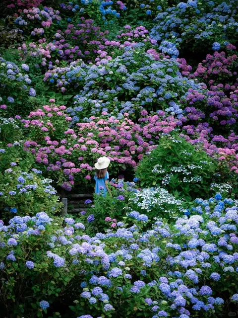 Izu  Shimoda Park | Japan's Largest Hydrangea Sea 🌸