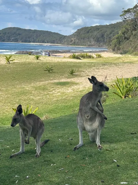 Come see the beach kangaroos 🦘🏖️