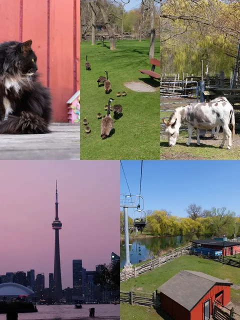 🇨🇦 Don't Miss This Hidden Gem on Toronto Island! 🏝️