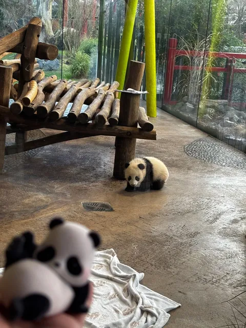 Come to Berlin Zoo to 🐾🎋