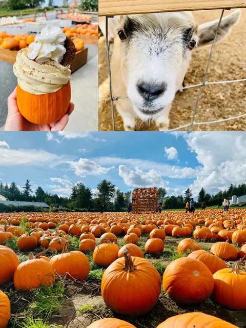 Around Vancouver | The Charming Abbotsford 