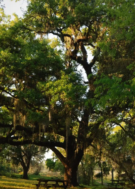 🌿 Brazos Bend State Park (Houston's Alligator Park)