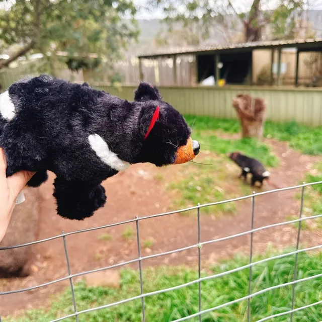  Hobart Zoo Adventure: Zoodoo Zoo 🐾