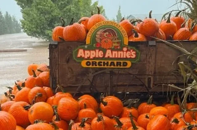 Tucson: Let's Go Pumpkin Picking!