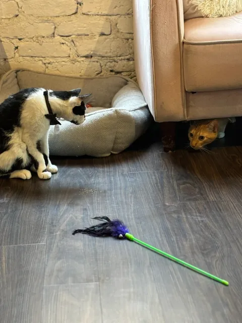 Purr-fect Cat Cafe Experience! 🐱☕