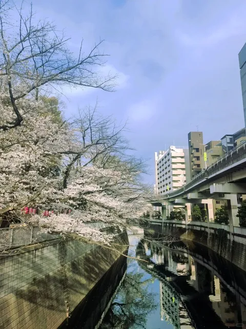 2025.3.28 Tokyo Cherry Blossom Forecast 🌸