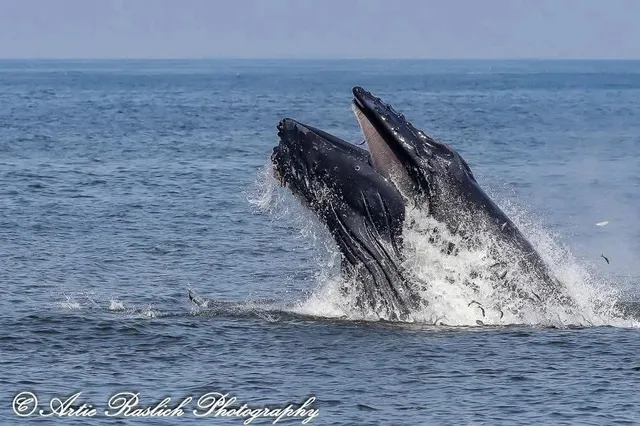 New York Whale Watching by Boat(1)