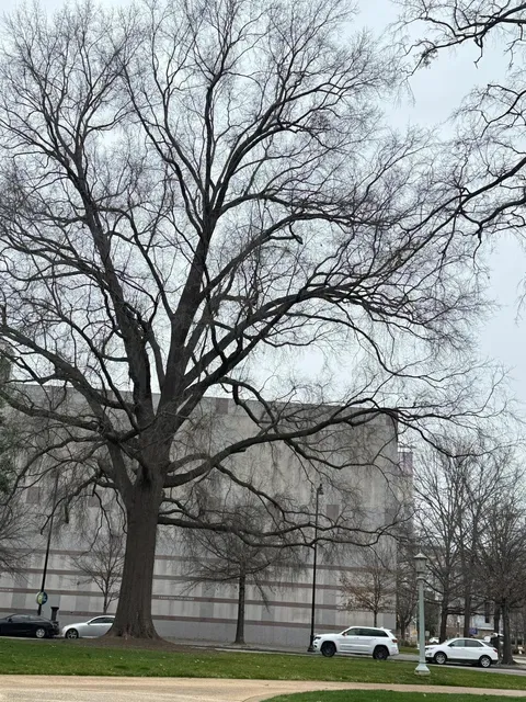 Must-Visit in NC! Discover the Classical Beauty of the State Capitol