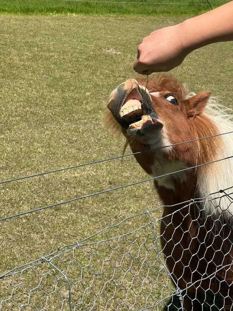 🌿 Wānaka Lavender Farm - A Hidden Gem!
