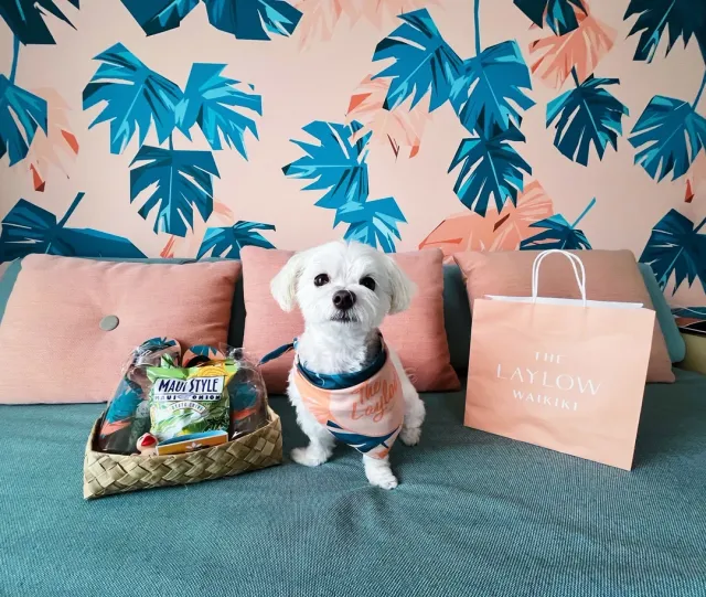 Super Cute & Dog-Friendly – A True Gem! 🐾✨🏨