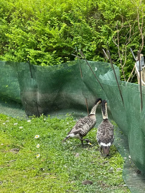 🇬🇧 ​​WWT London Wetland Centre: A Wildlife Wonderland in the City!​​