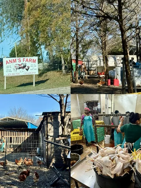 📍 Dallas Food | Fresh Chicken, Duck, Lamb & Beef from a Wylie Farm
