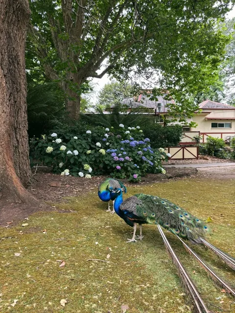 Launceston, Tasmania: Where Solitude Meets Adventure！🦚