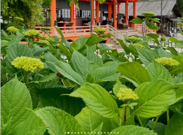 Osaka Prefecture Minoh City, Shoryuji Temple 🌸