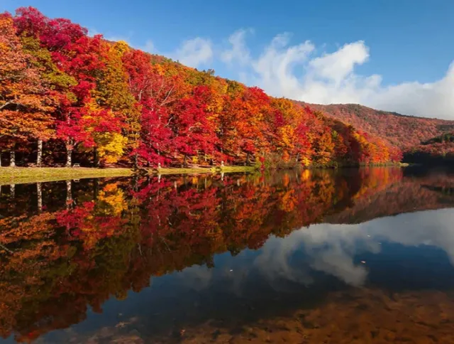 2025 Northern Virginia Fall Foliage Map 🍁 | Don’t Miss Out This Year!