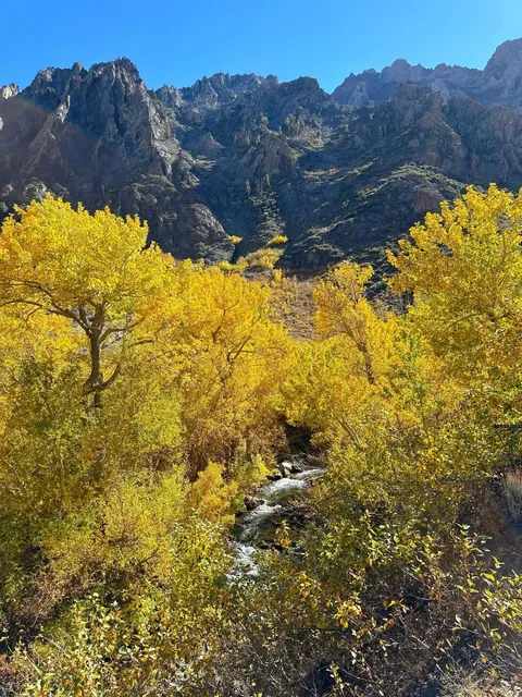 🍂 Where to Go for the Holidays? Let’s Hit Highway 395 for Fall Colors