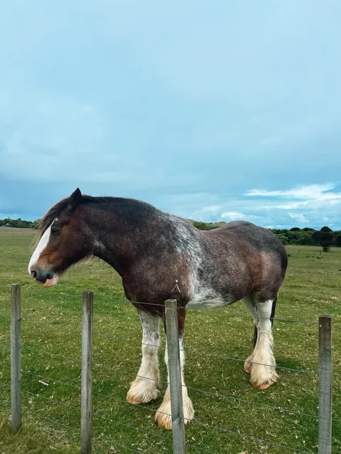 Auckland's Best Free Farm Experience | Ambury Regional Park 🚜🐑