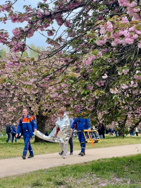 🇫🇷 Live from the Cherry Blossom Park in Sceaux, Paris 🌸