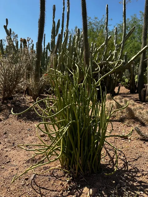 Phoenix, AZ: Where Cacti Reign Wild & Free 🌵