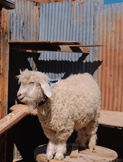 Travel Guide｜A Western Cowboy Town & Smiling Sheep! 🐑🤠