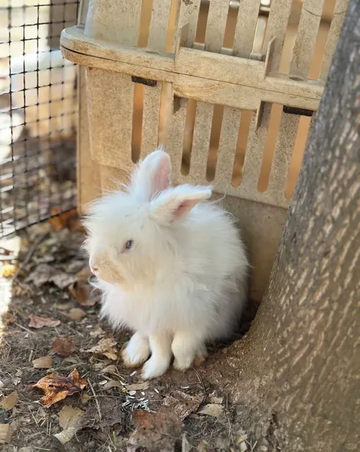 📍Compton Bell Farm | Atlanta