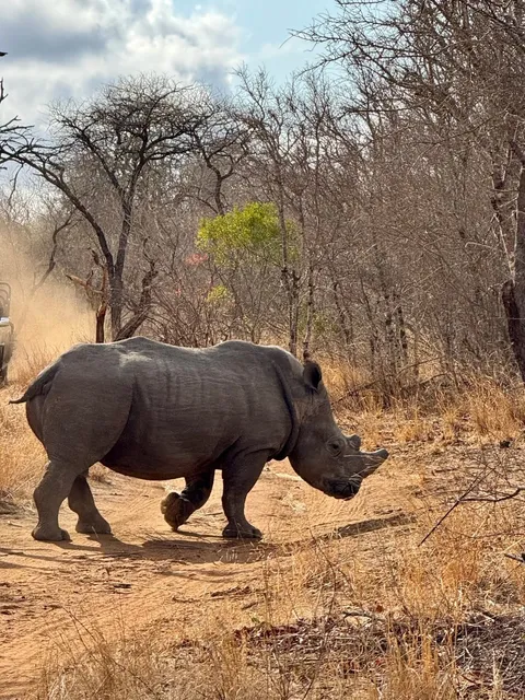Kruger National Park：Encounter African Wildlife