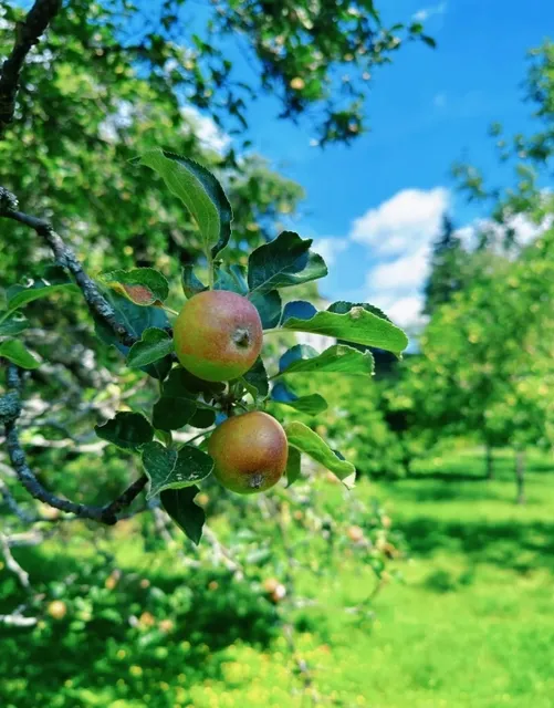 🇨🇿 Prague's Most Serene Park: Vojanovy Sady