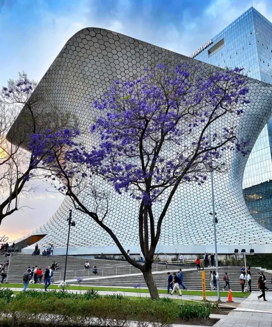 Museo Soumaya | Where Love Meets Art on a Cosmic Scale