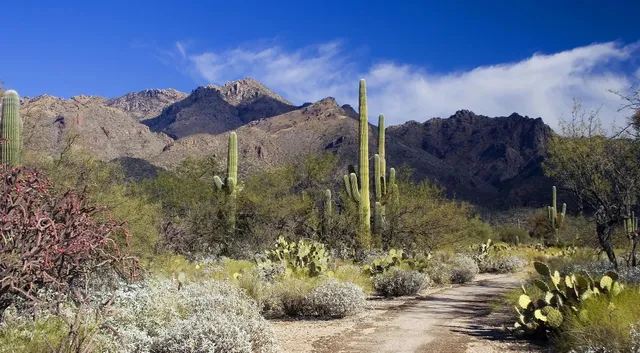 Tucson Spring Guide: Flowers, Camping & Food 🏜️🌸