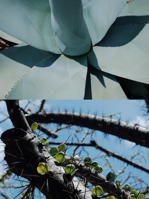  A Cactus Planet with a 100% Photo-Shooting Success Rate 🌵📸