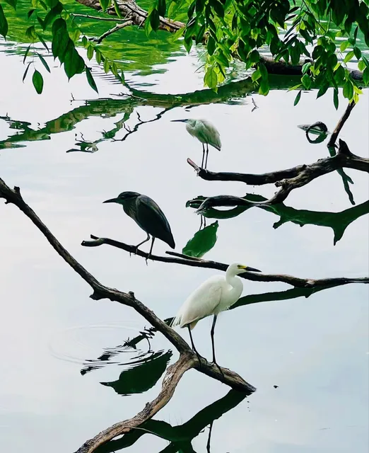 Kandy | Encountered the first rain since arriving in Sri Lanka 🇱🇰