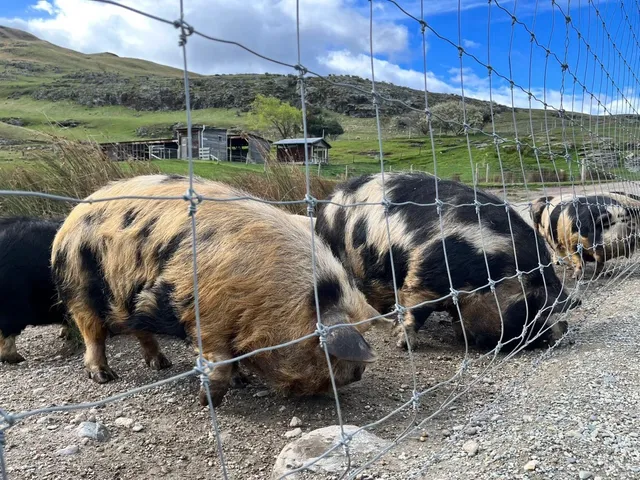 🇳🇿 New Zealand Day 4 | Deer Park Heights Guide in Queenstown