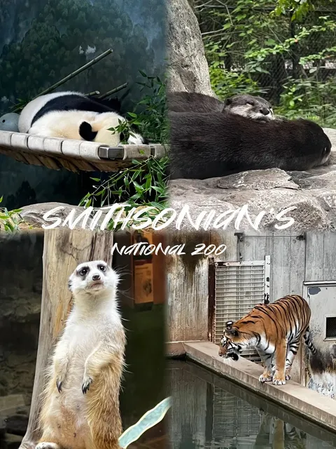 🚗… Off to the Smithsonian’s National Zoo in Washington 🐼🦦🐻~