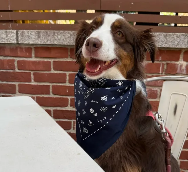Seaport - Where Pups Get VIP Treatment 🐾🌮  