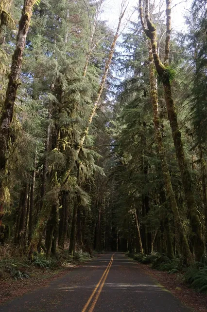 🌧️ Welcome to Forks: A Twilight Fan’s Dream Trip to Olympic National 