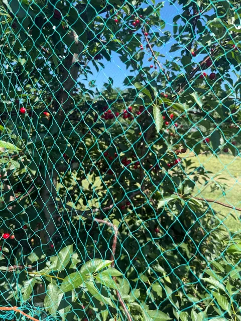 🍎 Tougas Family Farm – Boston’s Ultimate Pick-Your-Own Paradise! 🌞  