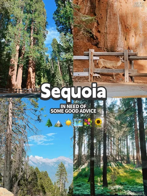 【3 Days in Sequoia National Park】A Journey Among Ancient Giants