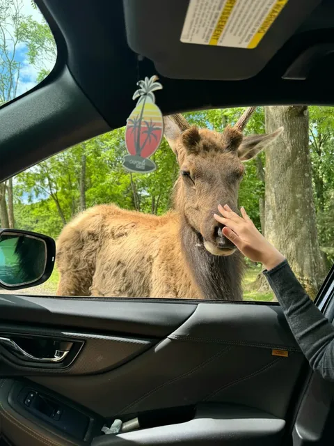 DMV Immersive Safari Zoo 🦒 