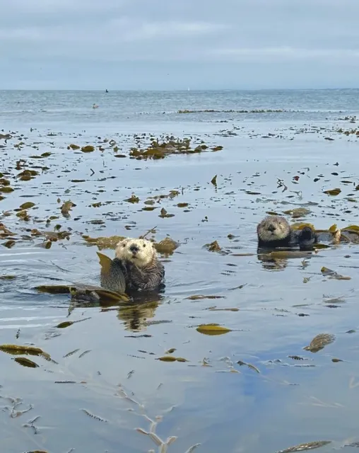 Monterey｜Ultimate Sea Otter Watching Adventure 🦦